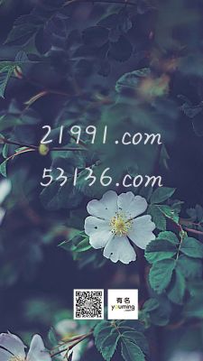 53136.com